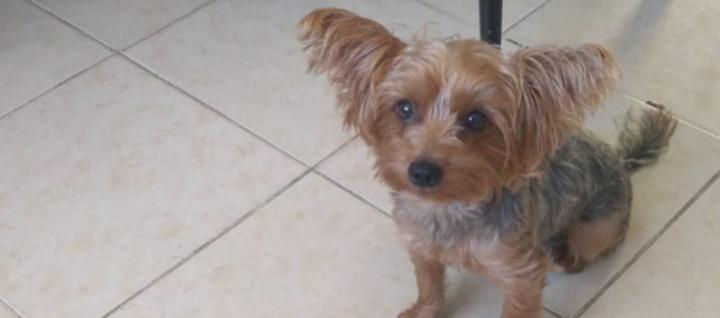 Ofrecen recompensa por 'Atenea'.