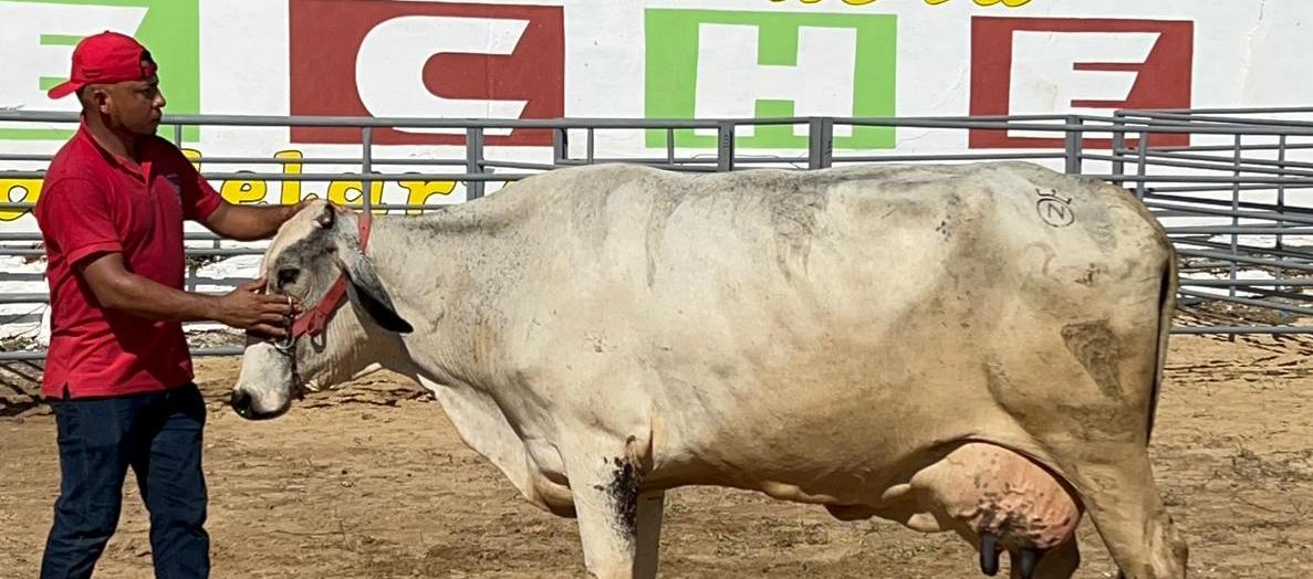 Nauzet, la vaca ganadora del Concurso de la Vaca Lechera.
