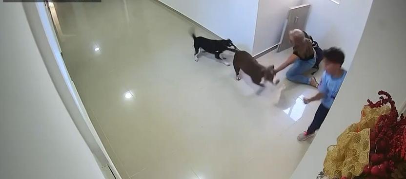 Perro pitbull atacó a niño