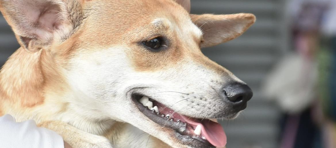 Imagen de referencia.