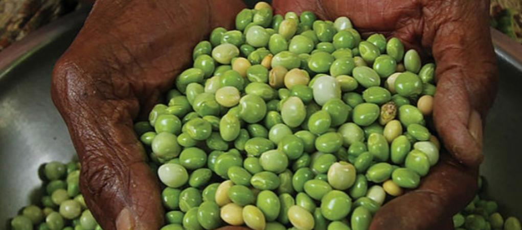 El guandú, rica en proteínas. 
