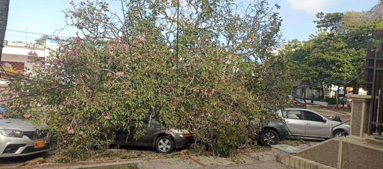Árbol que cedió en la tarde de este martes en el norte de Barranquilla. 