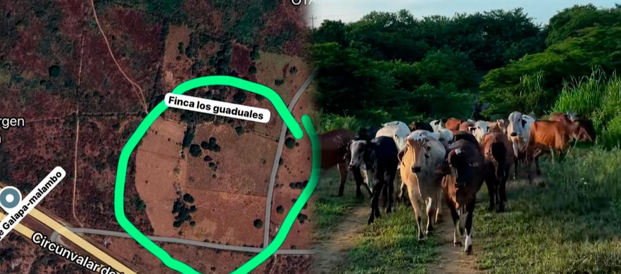 Finca y semovientes robados. 