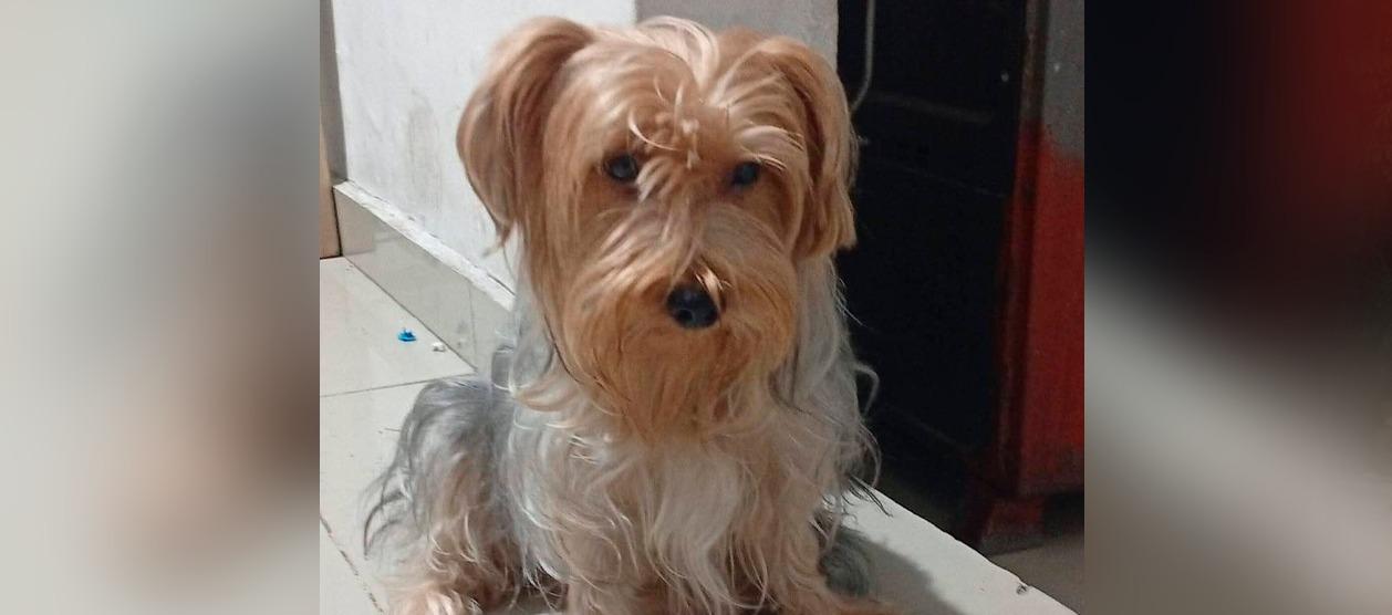 Cachorrita de raza 'yorkie'.