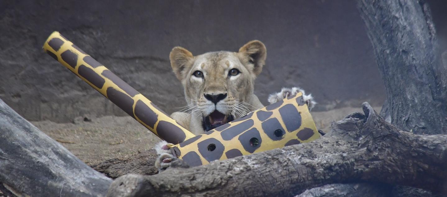 El predio está ubicado en la franja de amortiguación entre el proyecto Ciudad Mallorquín y la Ciénaga.