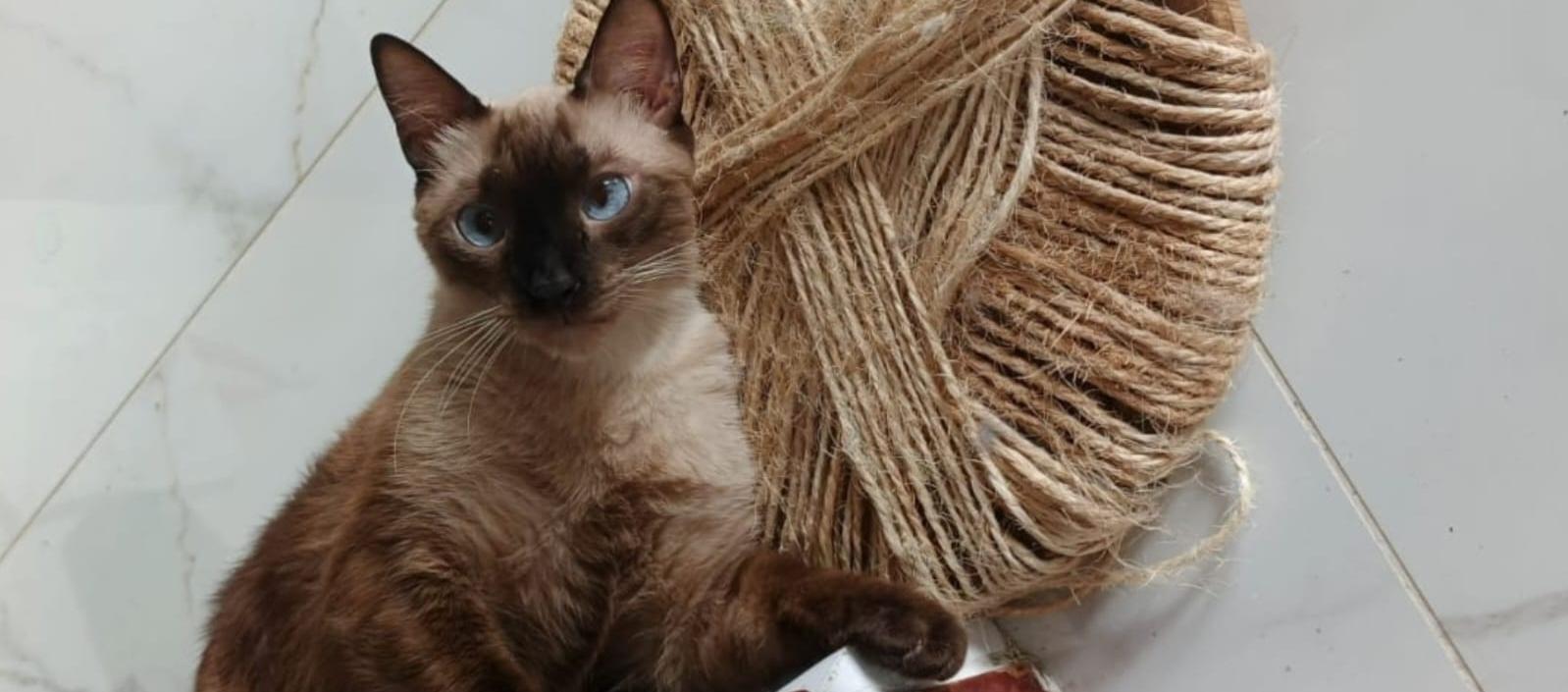 "Bebé white" se extravió el domingo de la carrera 43 con calle 98.