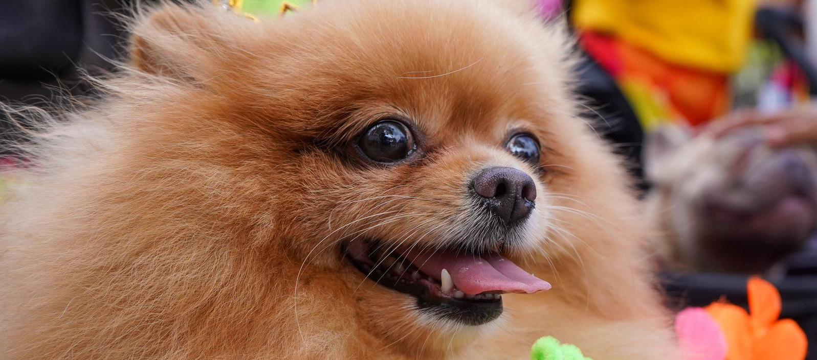 Mascotas en el desfile. 