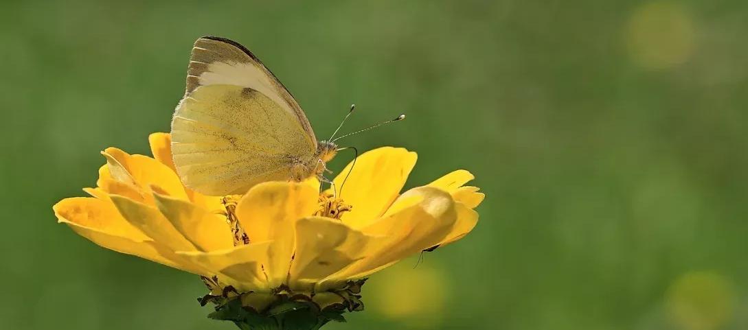 El recorrido inicia a la 1:00 de la tarde.