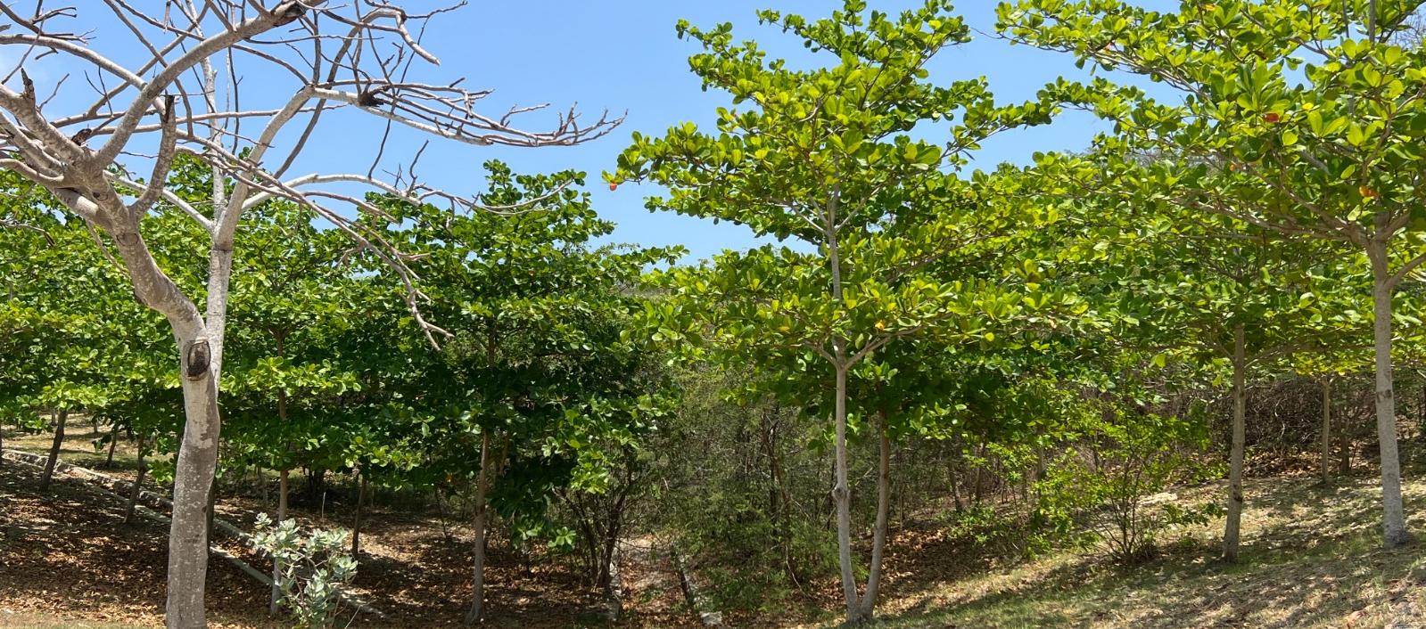 Árboles en Barranquilla.