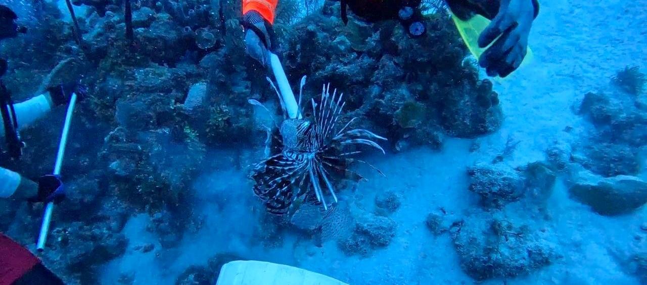 Caza de pez león en San Andrés.