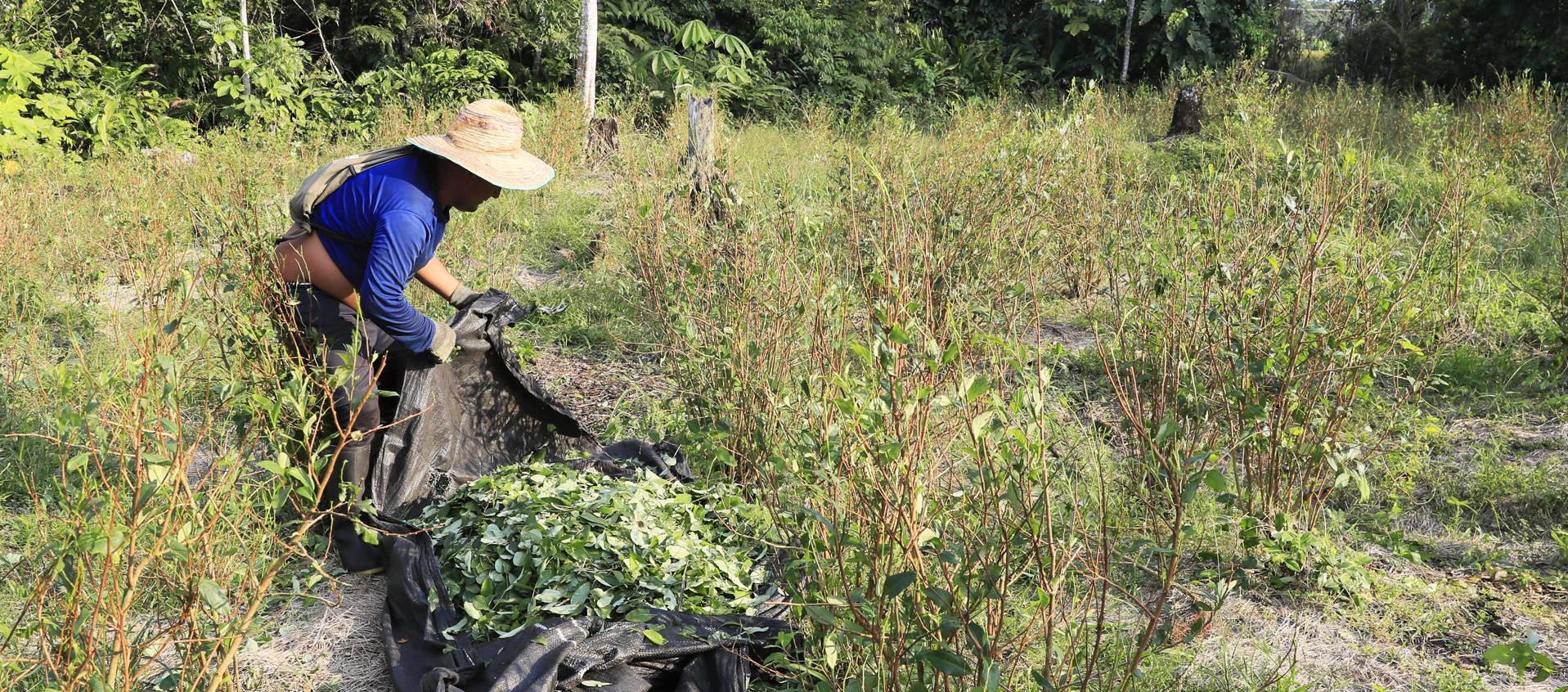 Cultivos de coca. 