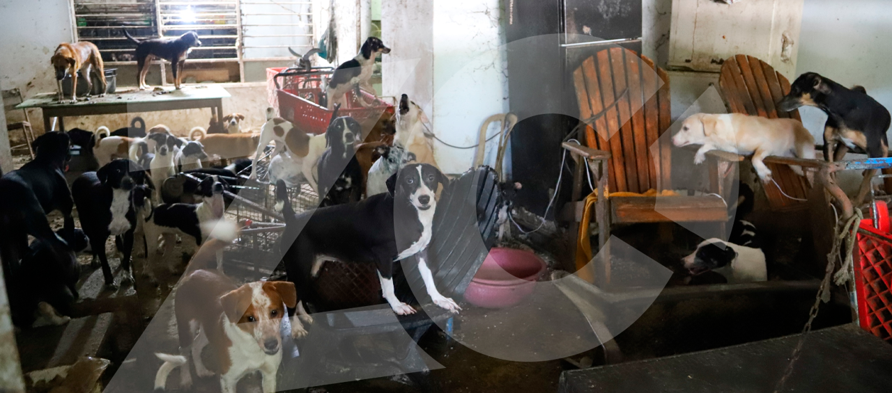 Más de 20 perros en una habitación de la casa