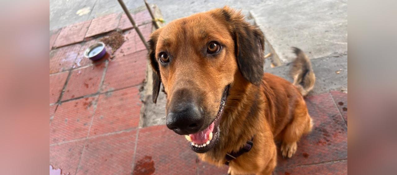 Cachorro Golden Retriever.