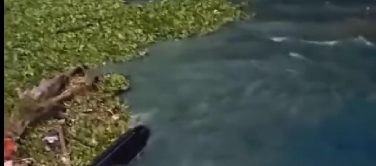 La extraña mancha azul en el río Magdalena. 