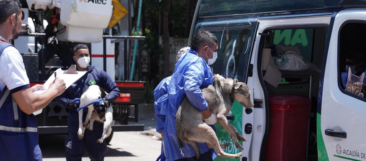 Dos de los perros rescatados.