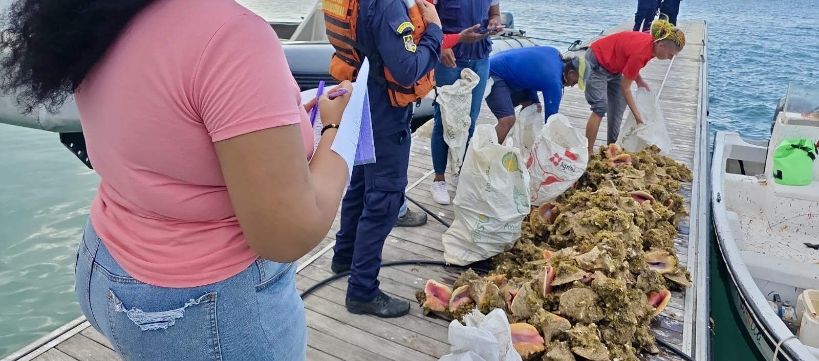 Caracoles pala incautados por la Armada Nacional. 