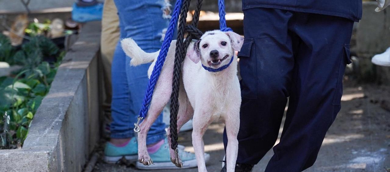 Recuperación de animales en vivienda del norte. 