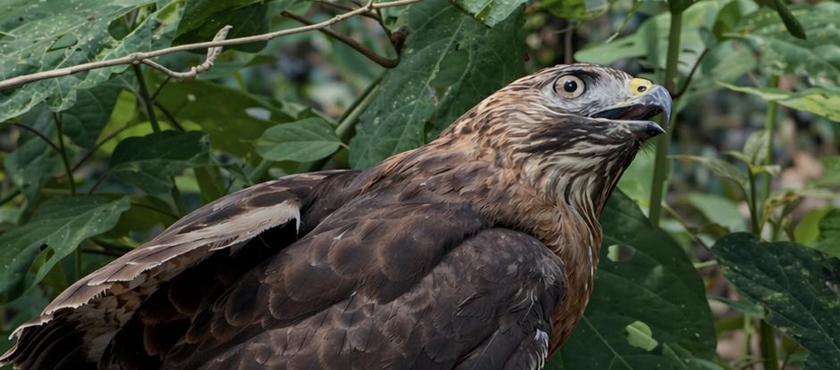 Un ave en su entorno natural. 