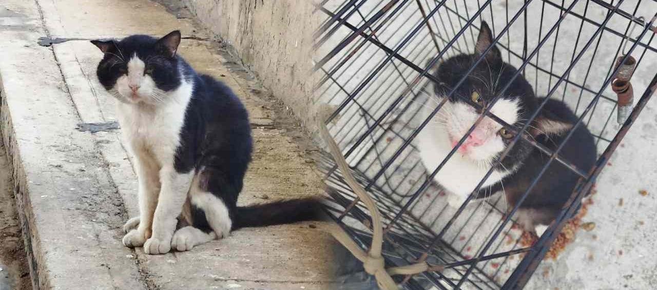 Diomedes, el gato feral que finalmente logró ser esterilizado por el Centro de Bienestar Animal de la Alcaldía de Barranquilla