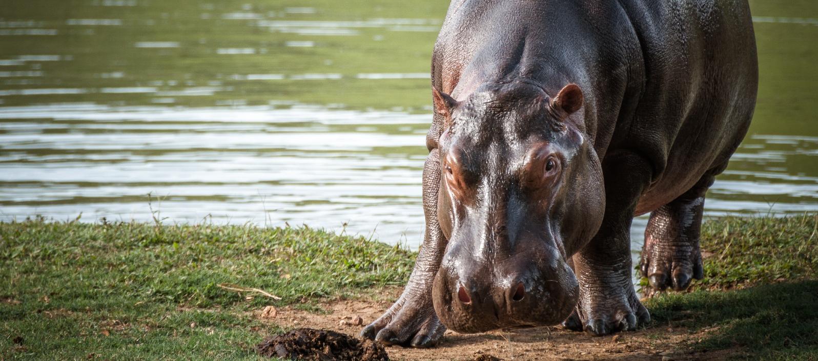 Hipopótamo.
