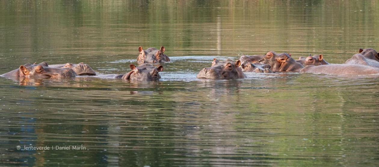 Hipopótamos colombianos.