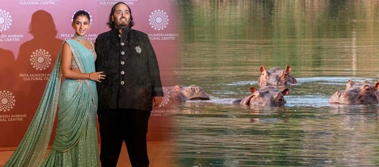 El heredero multimillonario indio Anant Ambani y los hipopótamos.