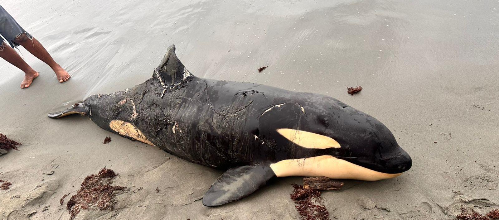 La orca hallada muerta en la playa de Moñitos. 