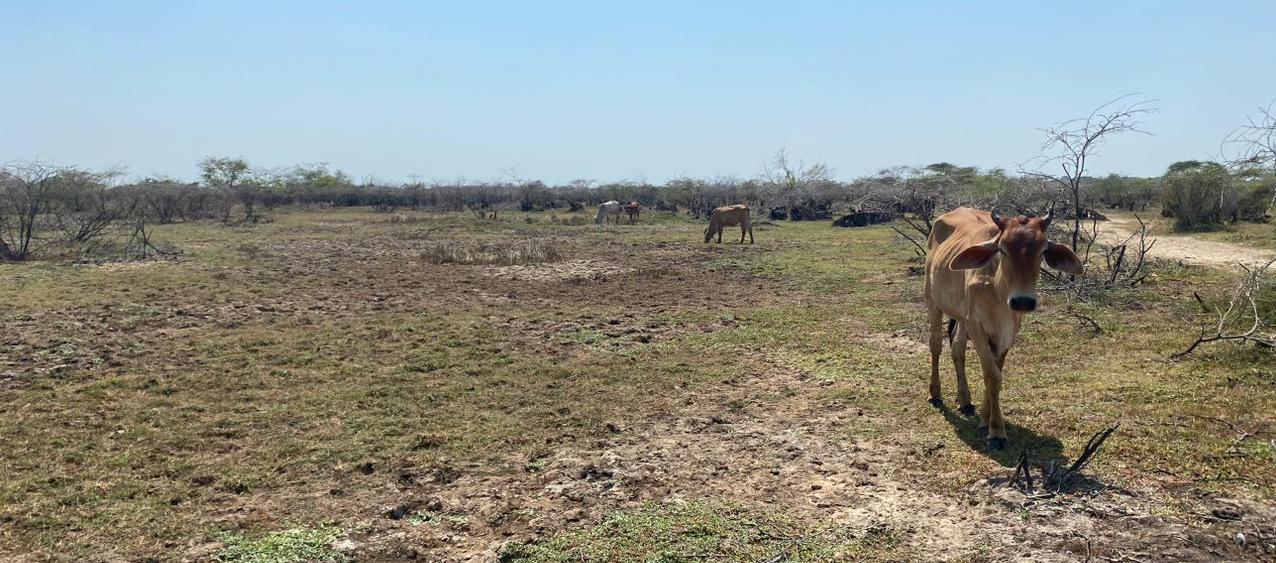 La sequía producida por el fenómeno de 'El Niño' tiende a ser fatal para la ganadería y la agricultura. 