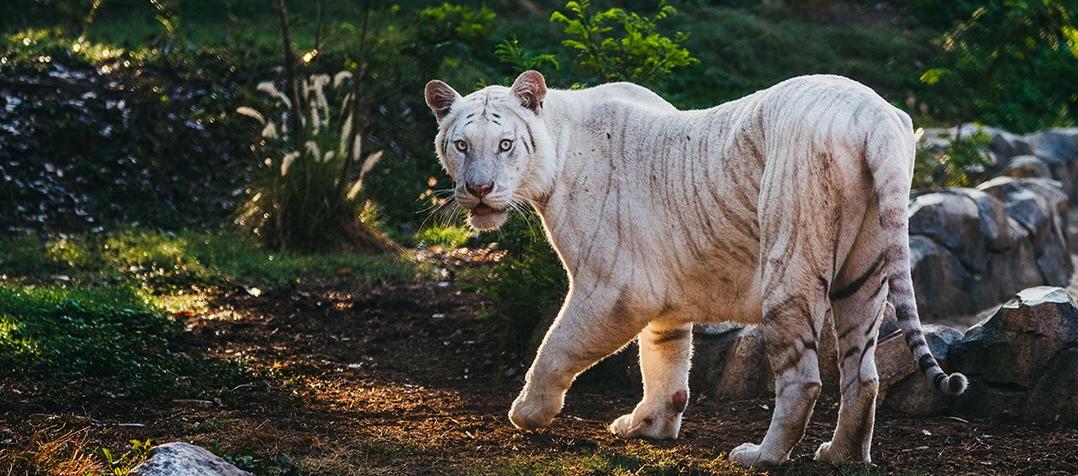 Un tigre en su espacio en Vantara.