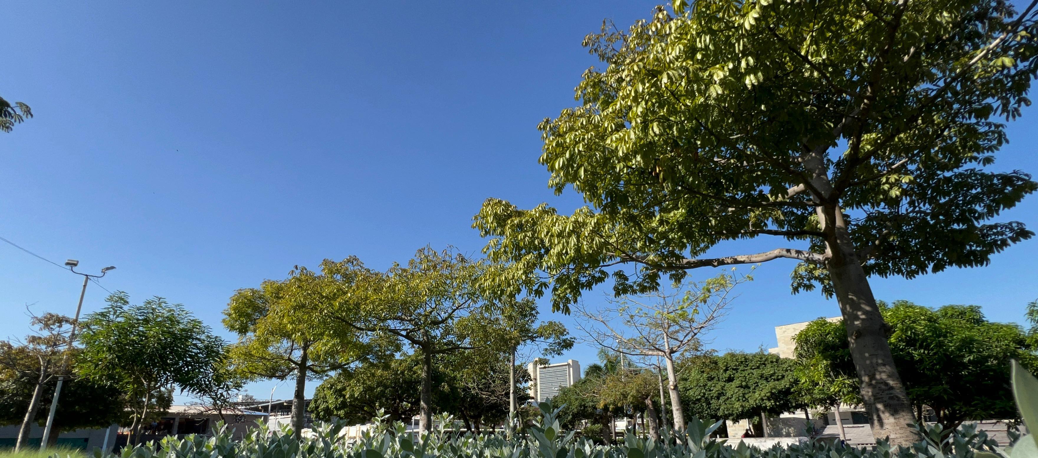 Árboles en Barranquilla.