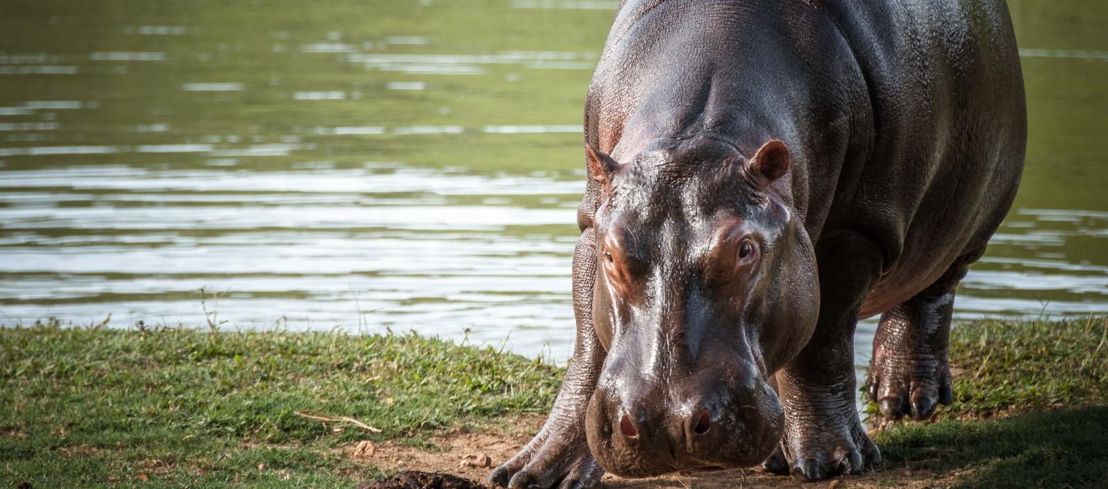 Hipopótamos.
