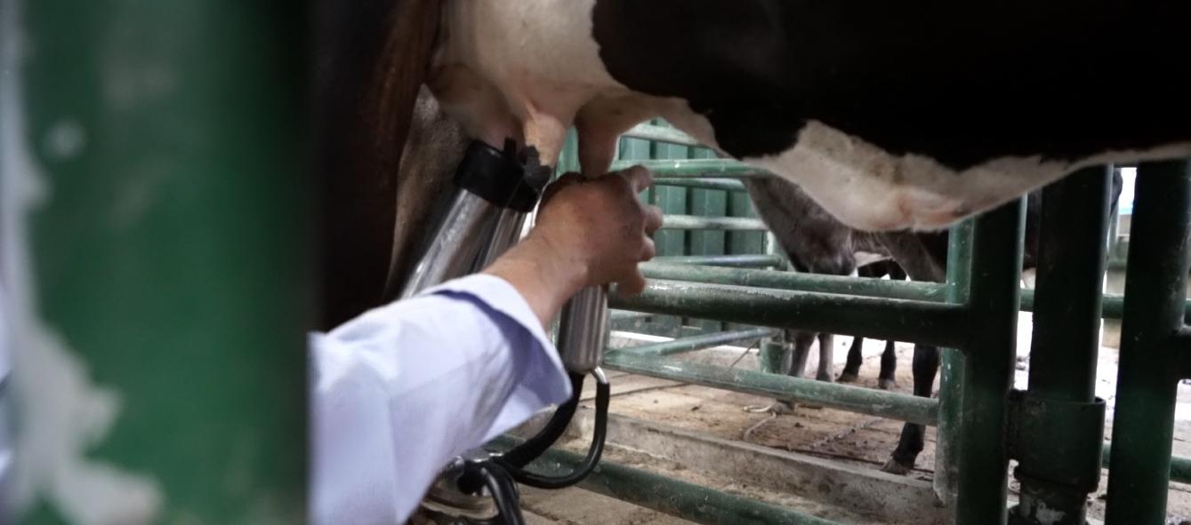 Producción de leche. 