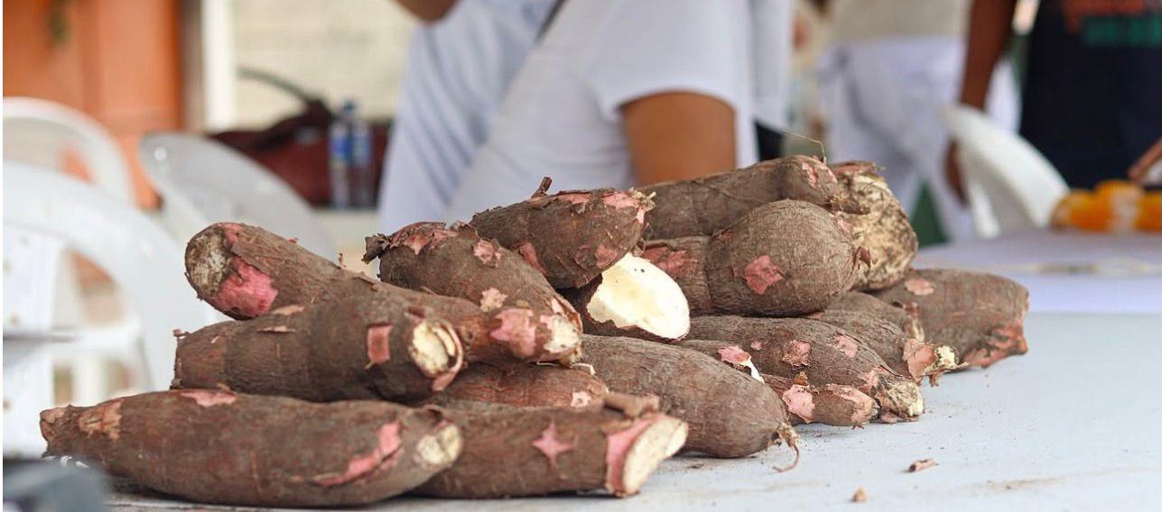 La yuca será protagonista. 