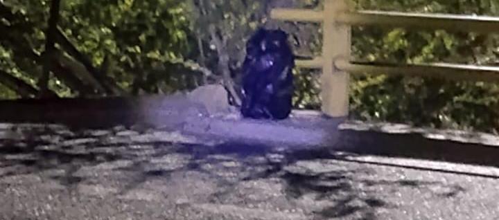 El cilindro que apareció en el puente de la Circunvalar con Cordialidad.