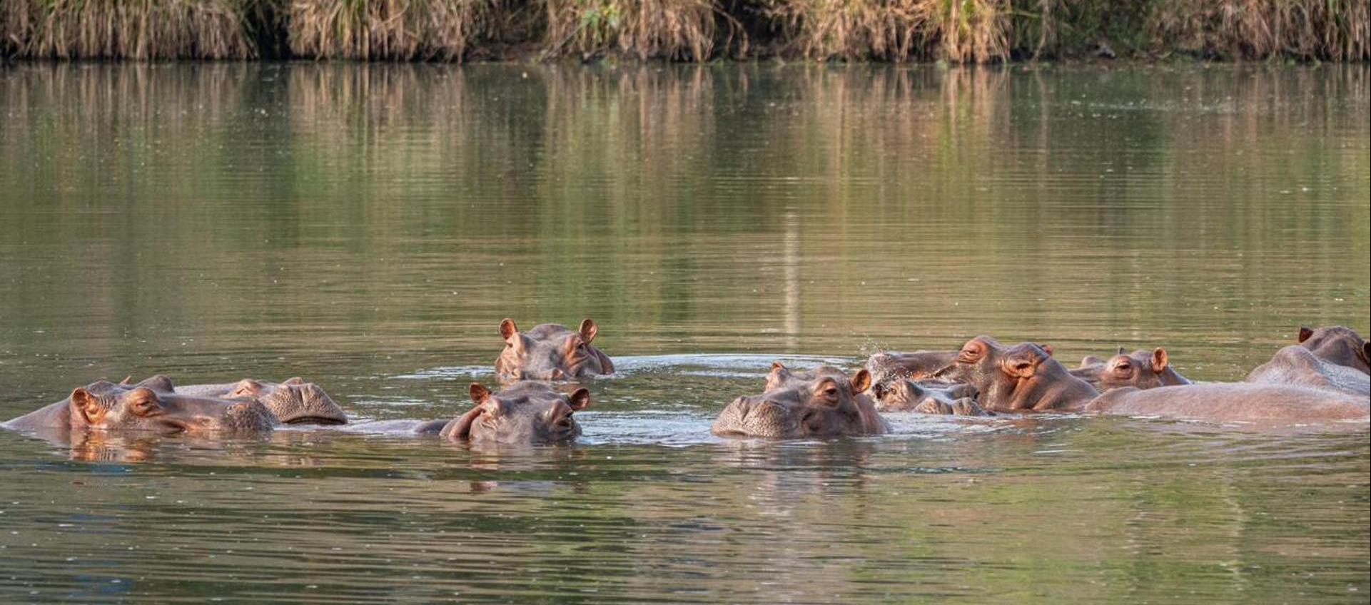Los hipopótamos se encuentran en el Magdalena Medio. 