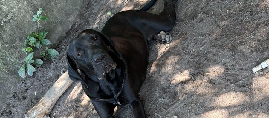 La mascota extraviada. 