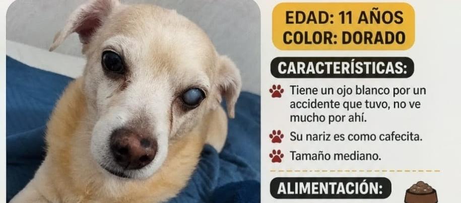 El perrito 'Thiago'.