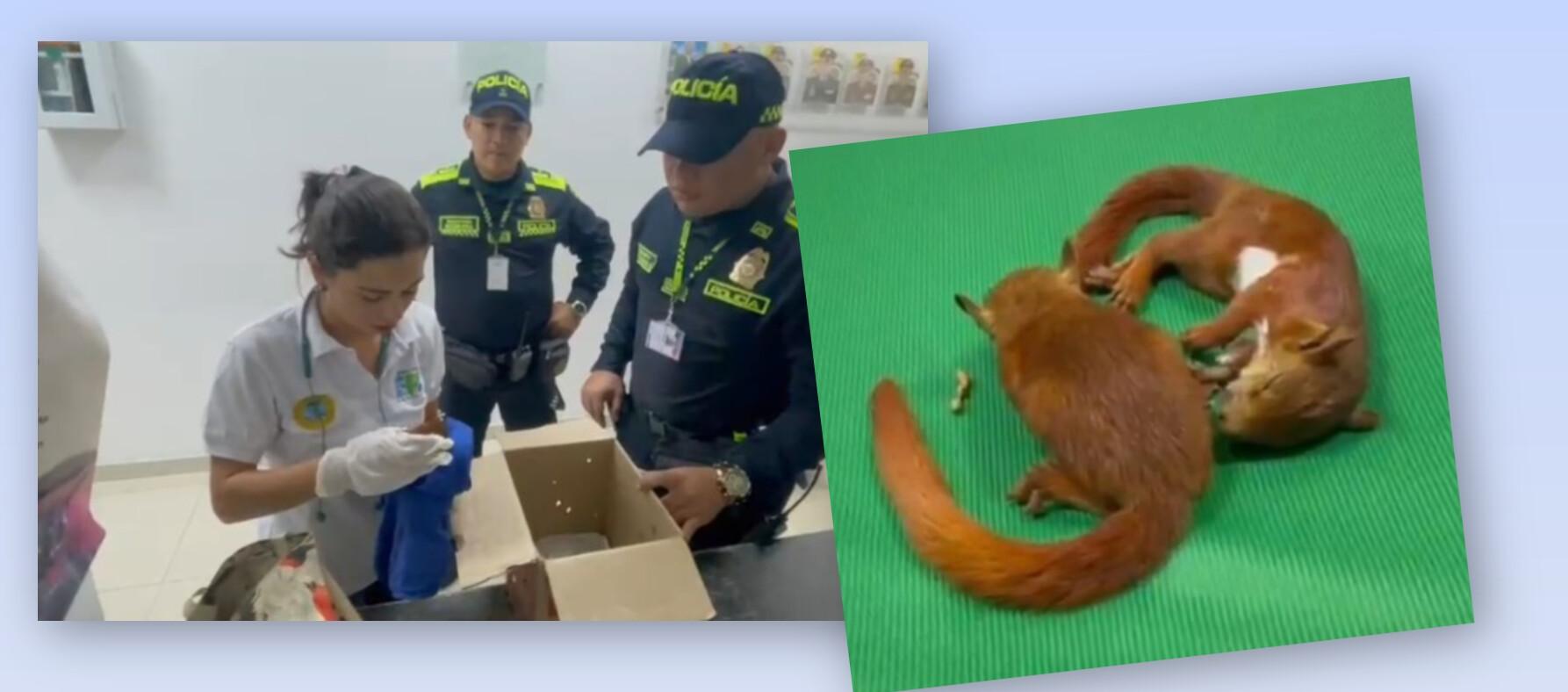 Ardillas recuperadas