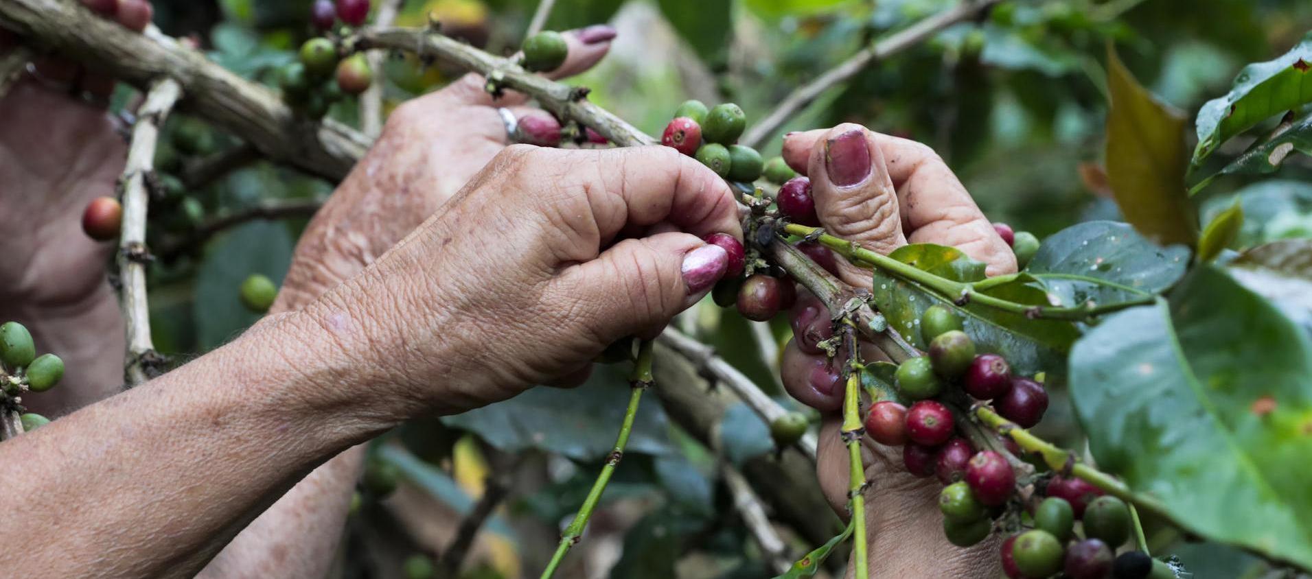 El anuncio fue dado por la Federación Nacional de Cafeteros.