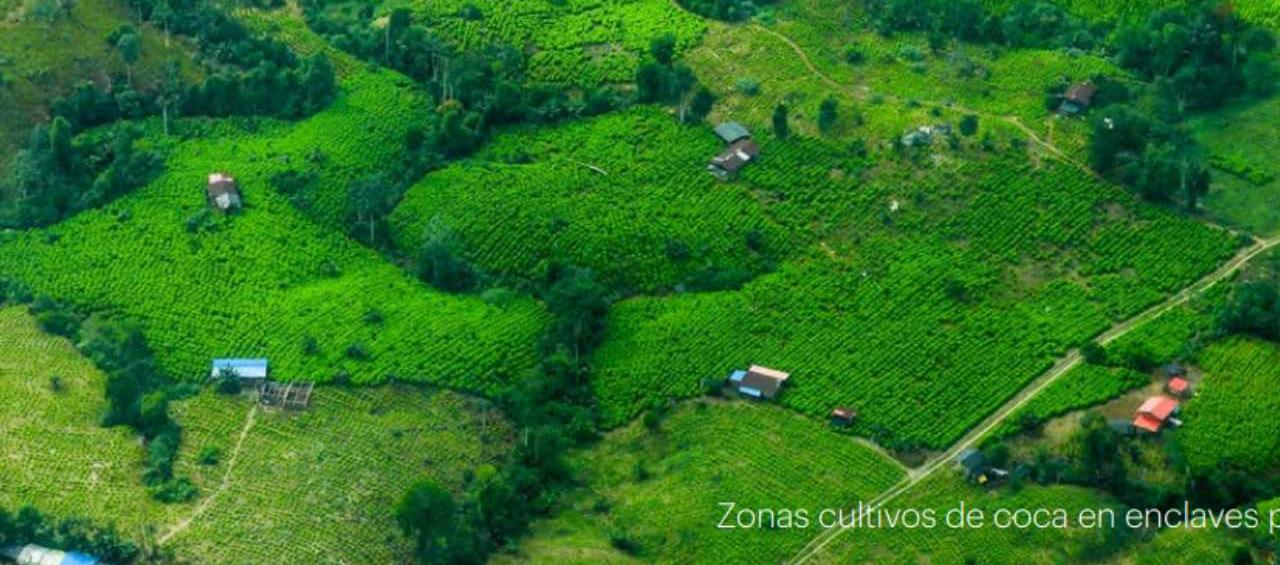 Zona de cultivos de coca.