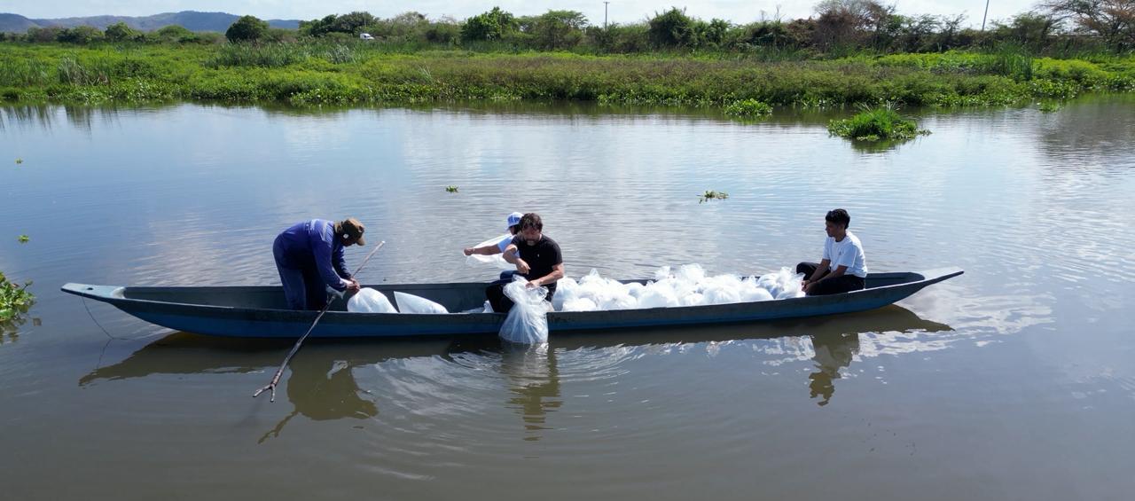 Jornada de siembra de alevinos en el embalse de El Guájaro. 