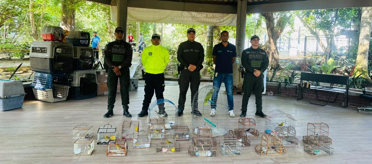Aves recuperadas por las autoridades durante las diligencias de allanamiento. 