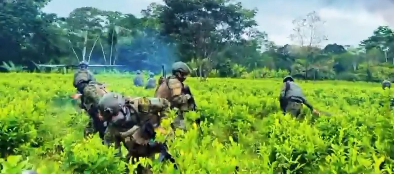 Plantas de coca destruidas por el Ejército ecuatoriano. 
