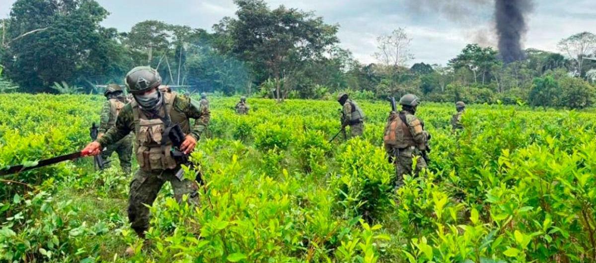 Ejército ecuatoriano destruyendo las plantas de coca. 