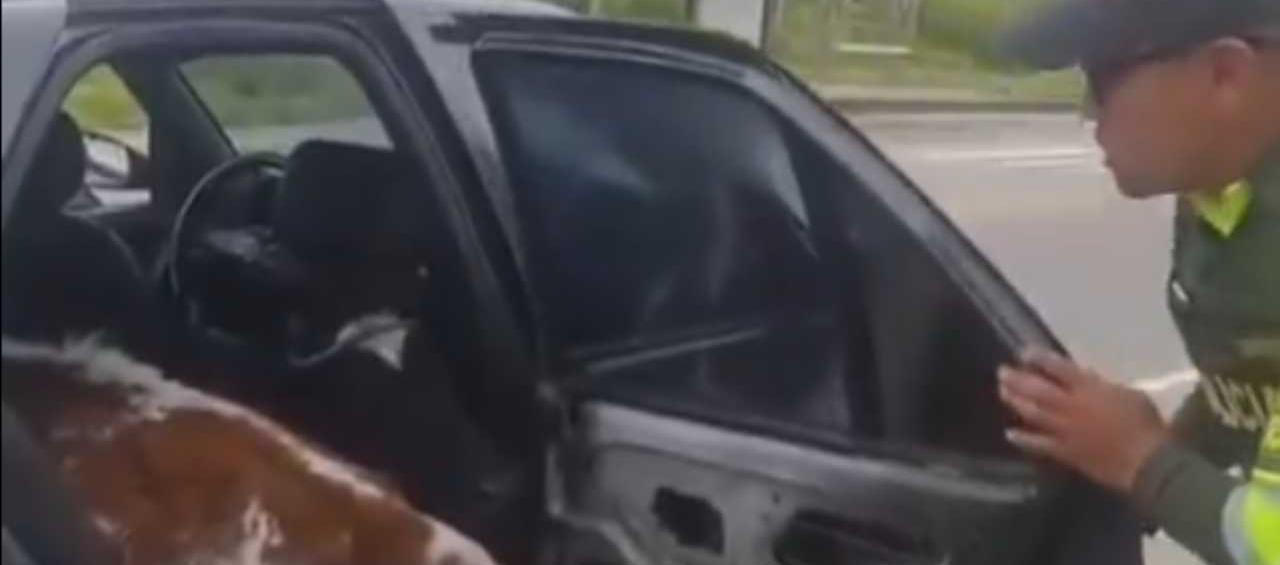 Policía encontrando las vacas en el interior del carro.