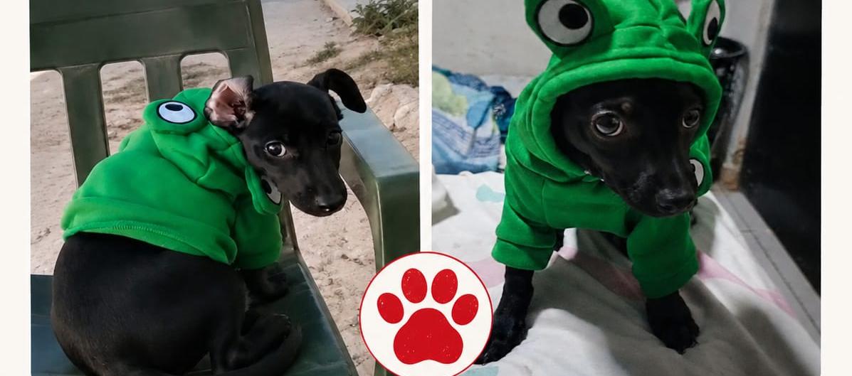 'Corozito' es raza pinscher.
