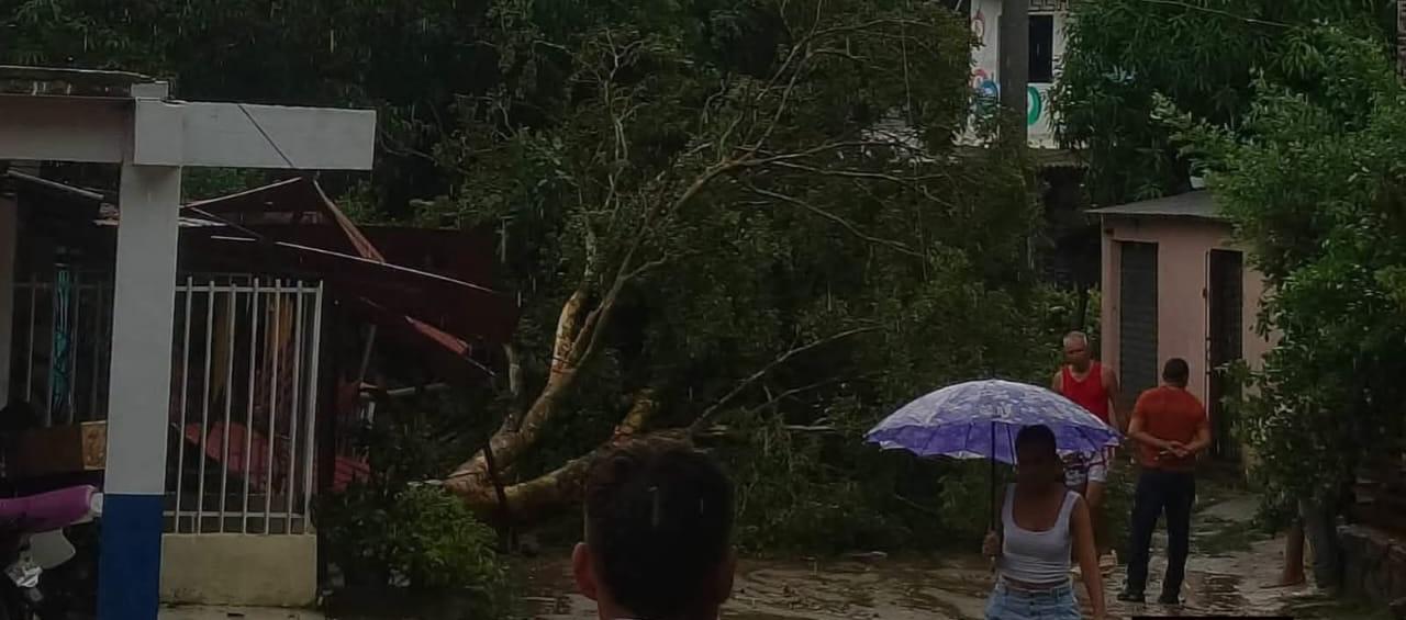 Árboles caídos en el corregimiento de Chorrera, en Juan de Acosta. 