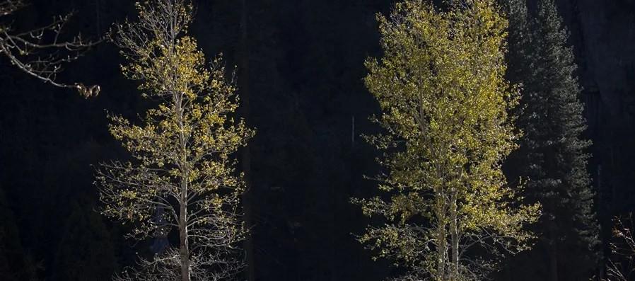 La norma no prevé aplicarse a los bosques nacionales de Colorado e Idaho.