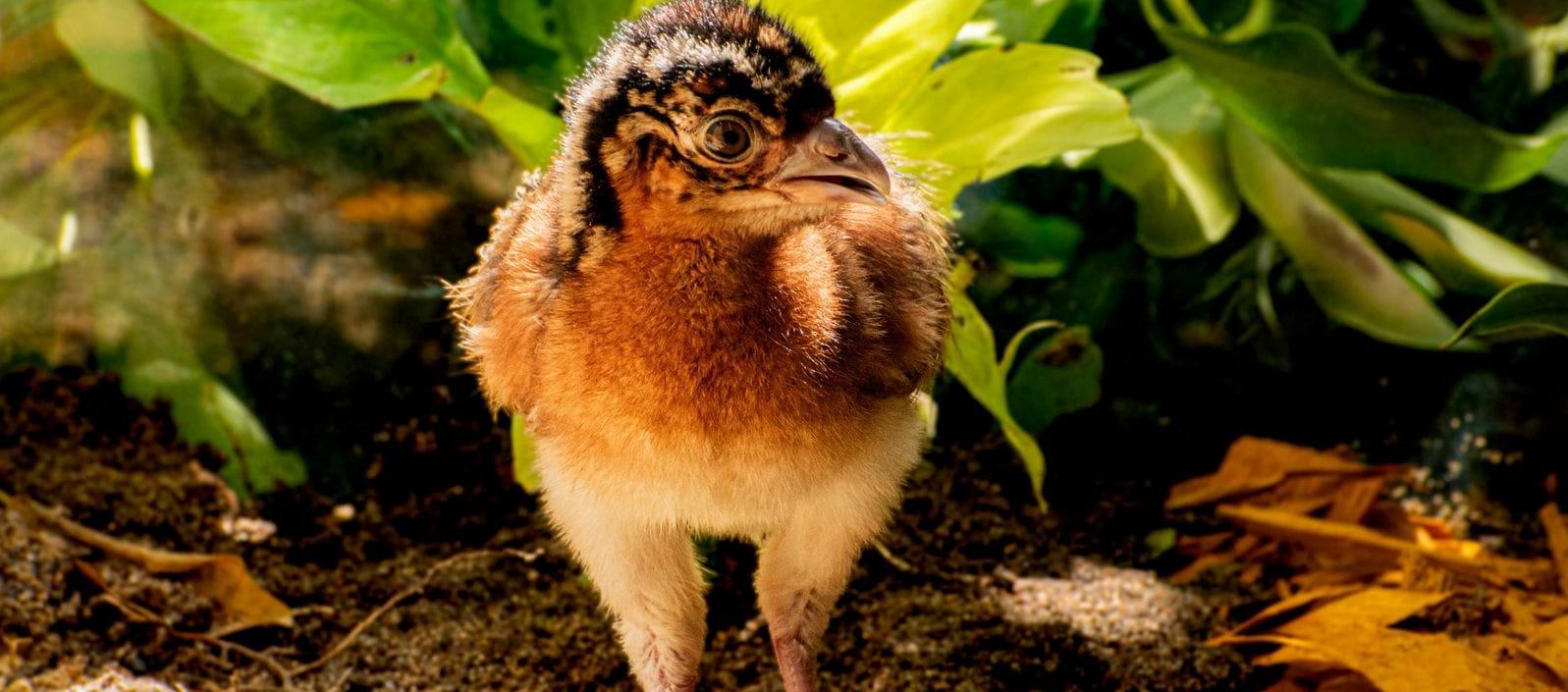 La cría  paujil de pico azul nacida en el zoológico de Barranquilla. 