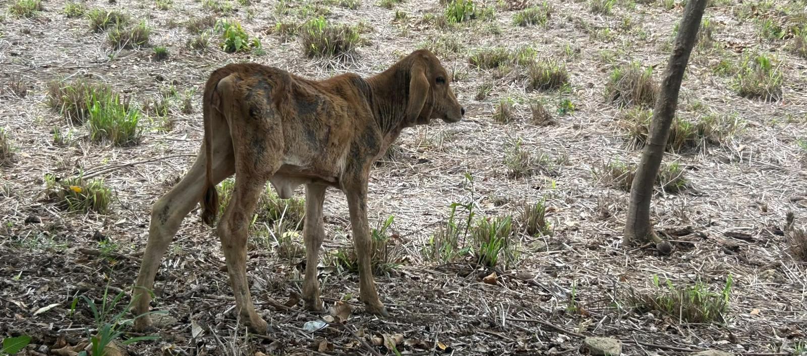 Fenómeno de El Niño en Atlántico